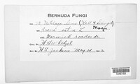 Ustilago hordei image